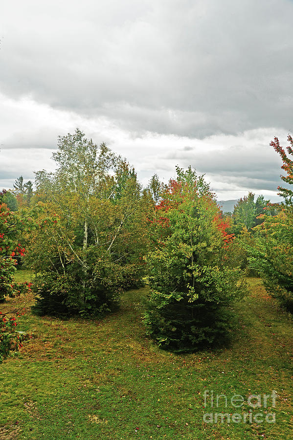 Fall Foliage Photograph By Jonathan Lingel Fine Art America