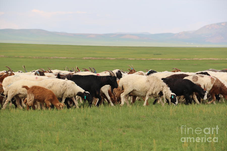 A Flock Of Sheep In Mongolia Photograph By Otgon Ulzii Shagdarsuren