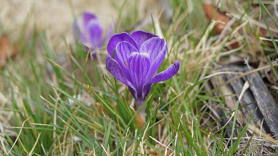 Purple Crocus Photograph By Greg Boutz Fine Art America