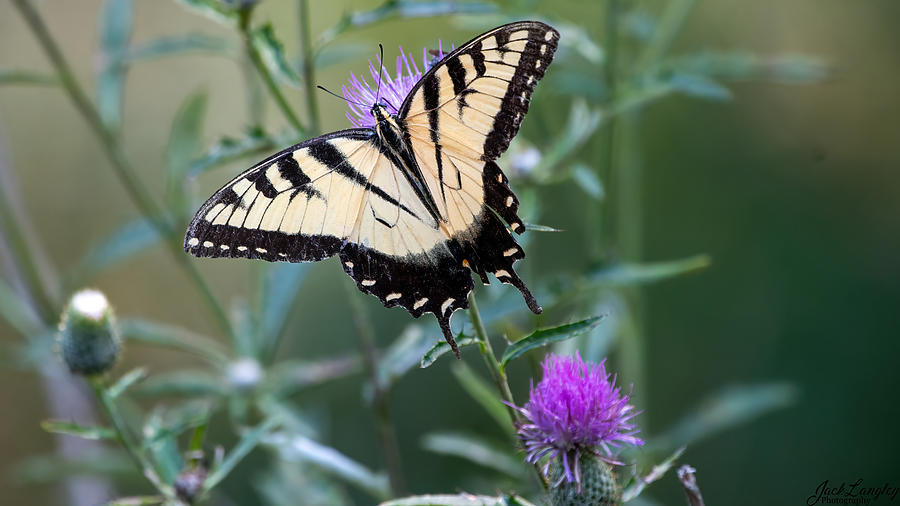 A Tiger Swallowtail Butterfly On A Purple Thorny Wildflower Photograph