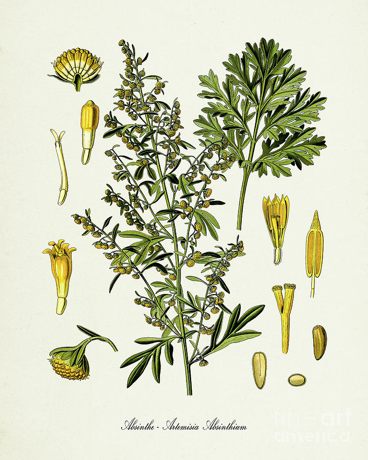 Absinthe Botanical Art Print Wormwood Artemisia Absinthium Digital