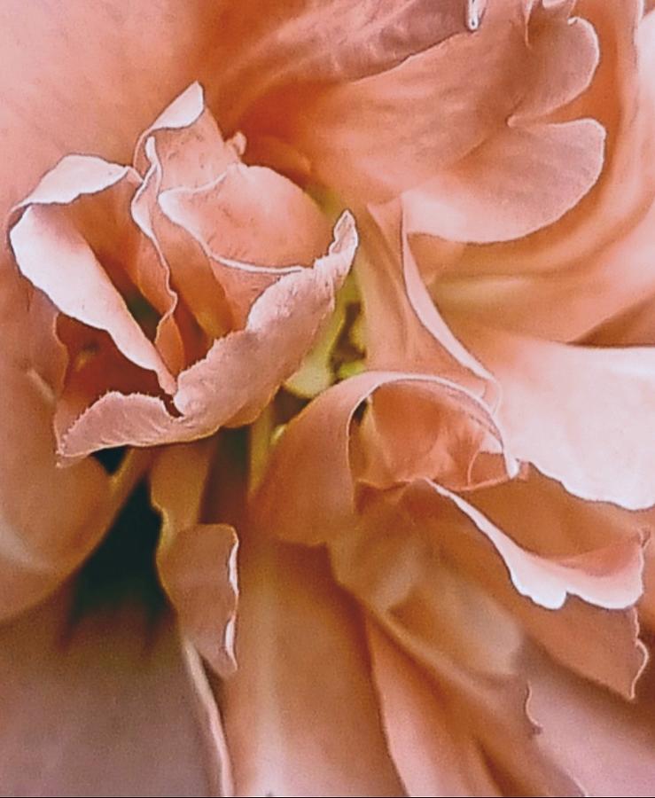 Abstract Dirty Pink Petals Digital Art By Loraine Yaffe Fine Art America