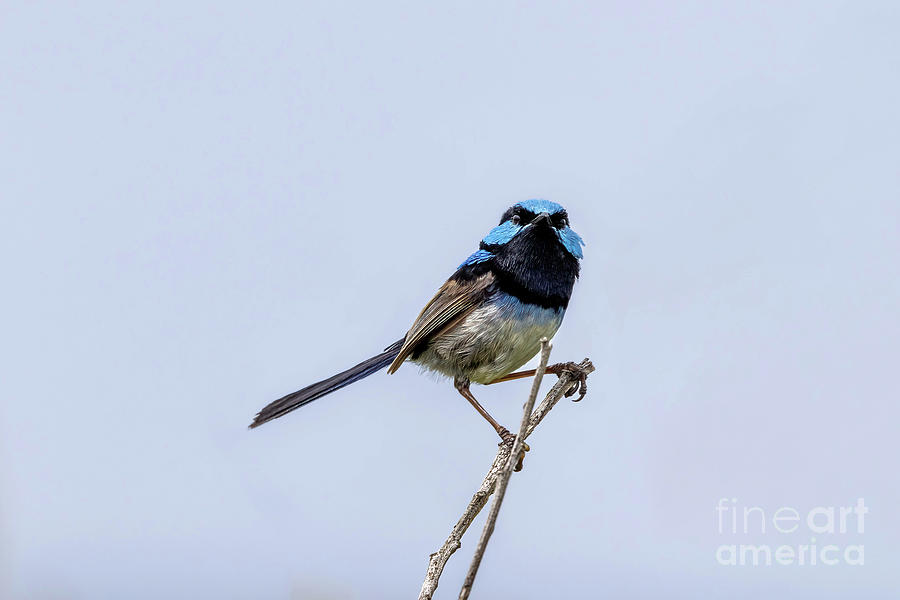 Adult Male Superb Fairy Wren Malurus Cyaneus Against Blue Sky