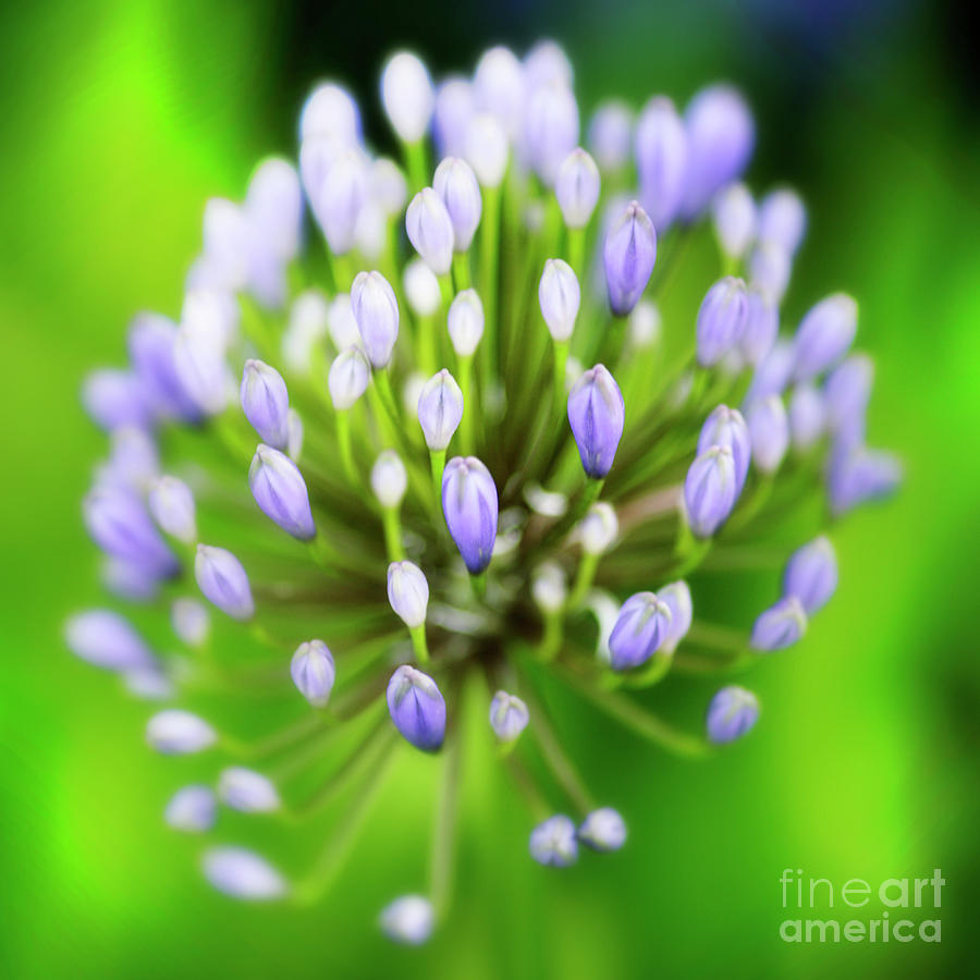 Agapanthus Flower African Lily Photograph By Neil Overy Pixels