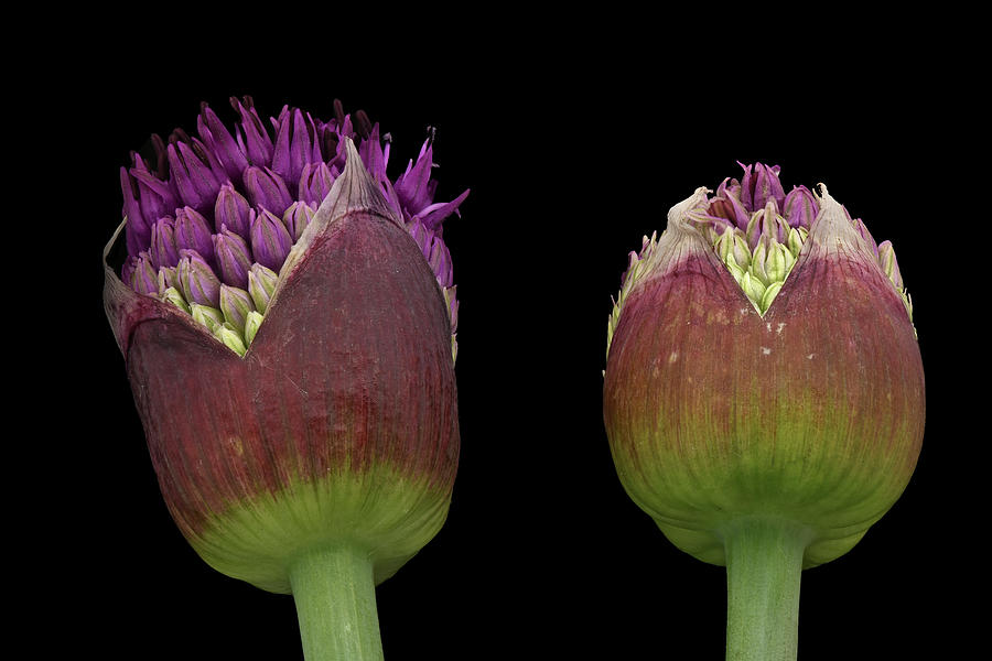 Allium Aflatunense Flower Bud Photograph By Bart Van Den Berg Fine