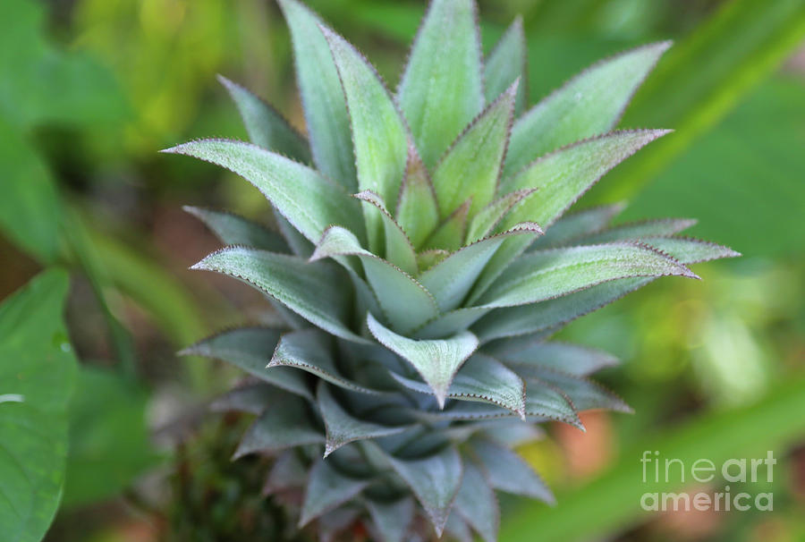 Ananas Comosus Pineapple Top Photograph By Lee Vanderwalker Fine Art