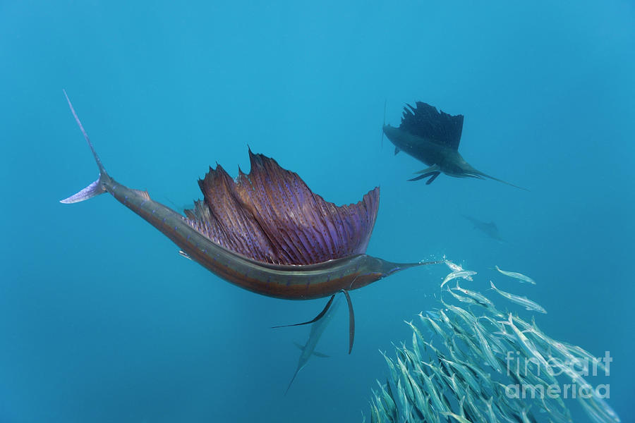 Atlantic Sailfish Istiophorus Albicans Isla Mujeres Yucatan