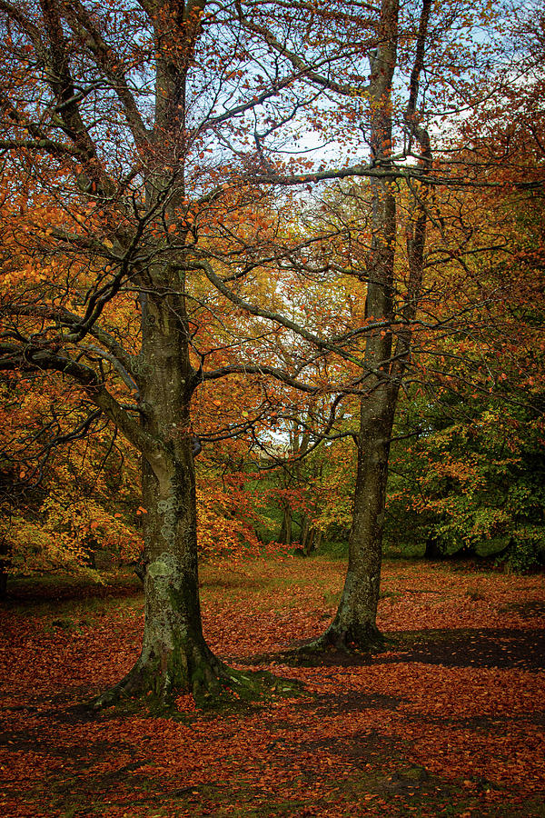 Autumn In Full Flow Uk Photograph By John Mannick Fine Art America