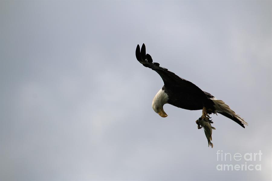 Bald Eagle Holding Fish Photograph By Nick Gustafson Pixels