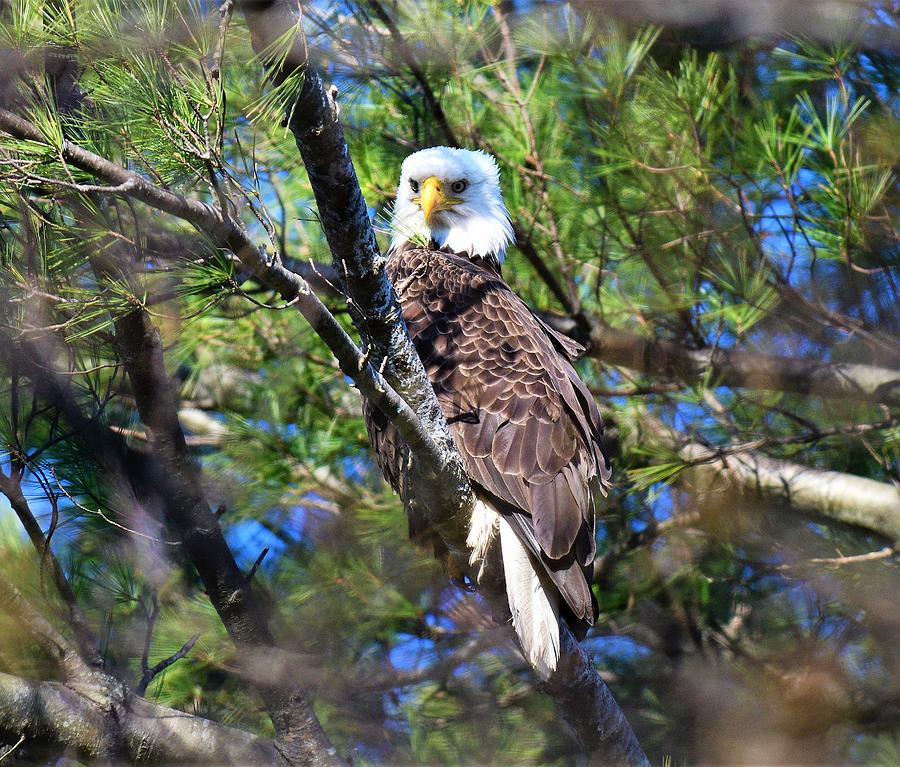 Bald Eagle Sitting In A Pine Tree Photograph By Jo Ann Matthews