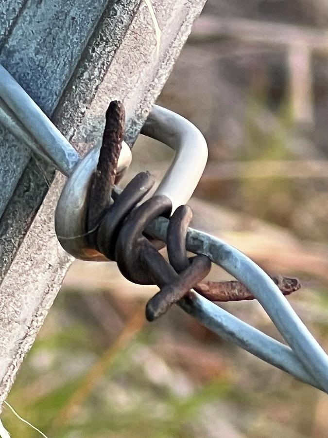 Barbed Wire Photograph By Patricia Betts Fine Art America