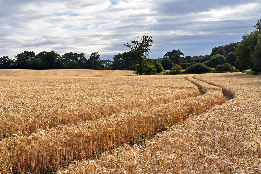 Barley Field Ready For Harvest Photograph By Gill Billington Fine Art