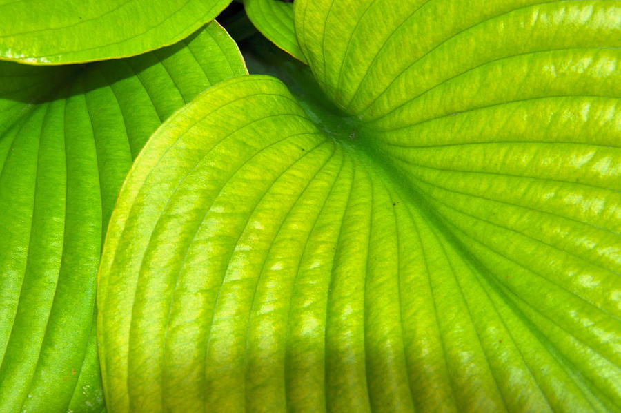 Beautiful Lime Green Patterns Photograph By Rick Hansen Fine Art America