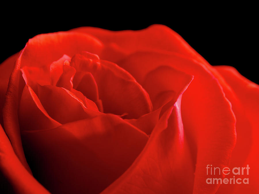 Beautiful Single Red Rose Photograph By Andreas Berheide Fine Art America