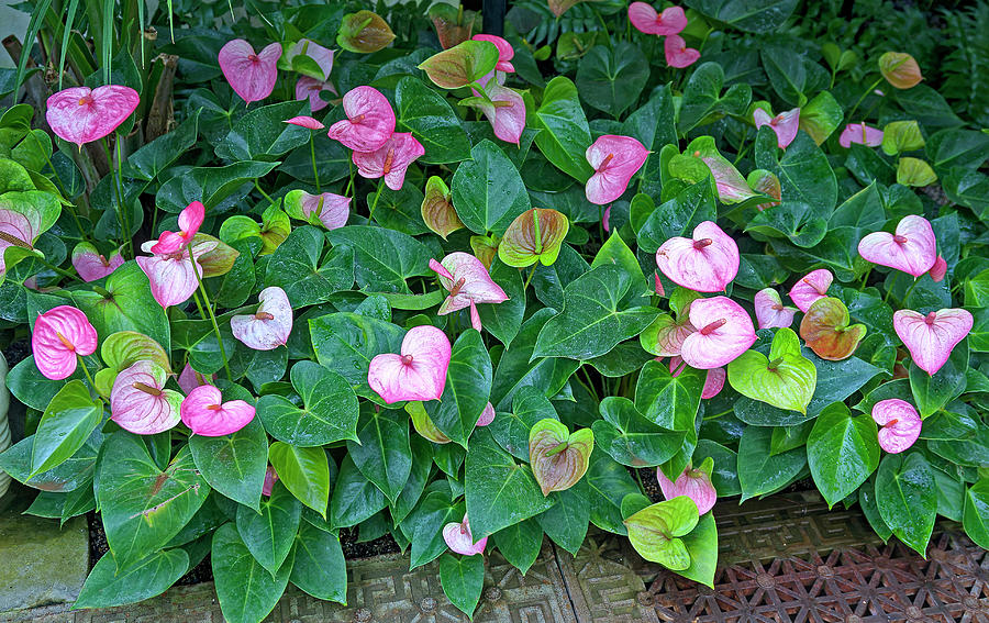 Bed Of Anthuriums Photograph By Sally Weigand Pixels