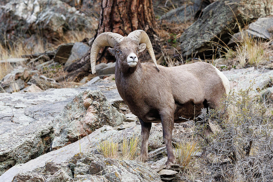 Bighorn Sheep Ram Strikes A Pose In The Forest Photograph By Tony Hake