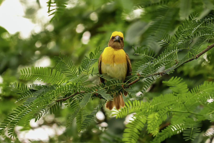 Bird Sitting On The Tree Photograph By Akash Kaparaveni Fine Art America