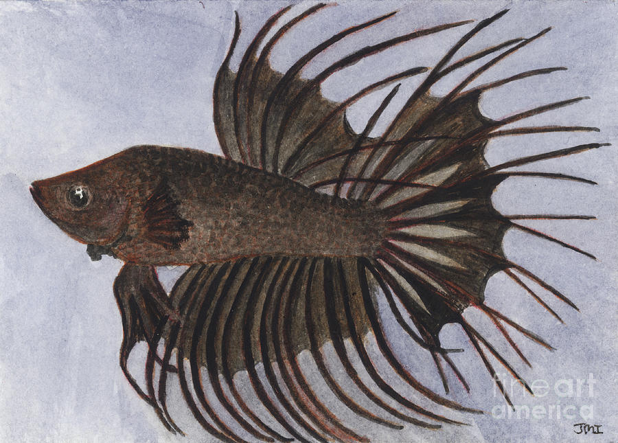 Black Crowntail Painting By Jackie Irwin Fine Art America