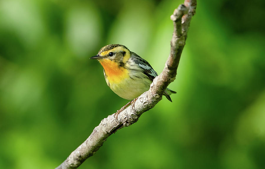 Blackburnian Warbler Photograph By Julie Barrick Fine Art America