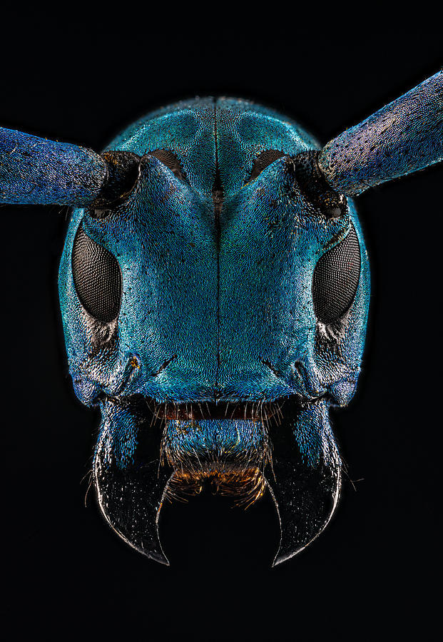 Blue And Black Longhorn Beetle X Photograph By Gary Shepard Fine Art