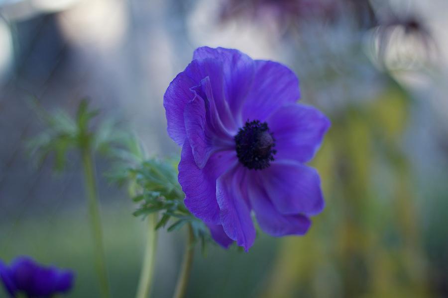 Blue Anemone Photograph By Dora Wilson Fine Art America