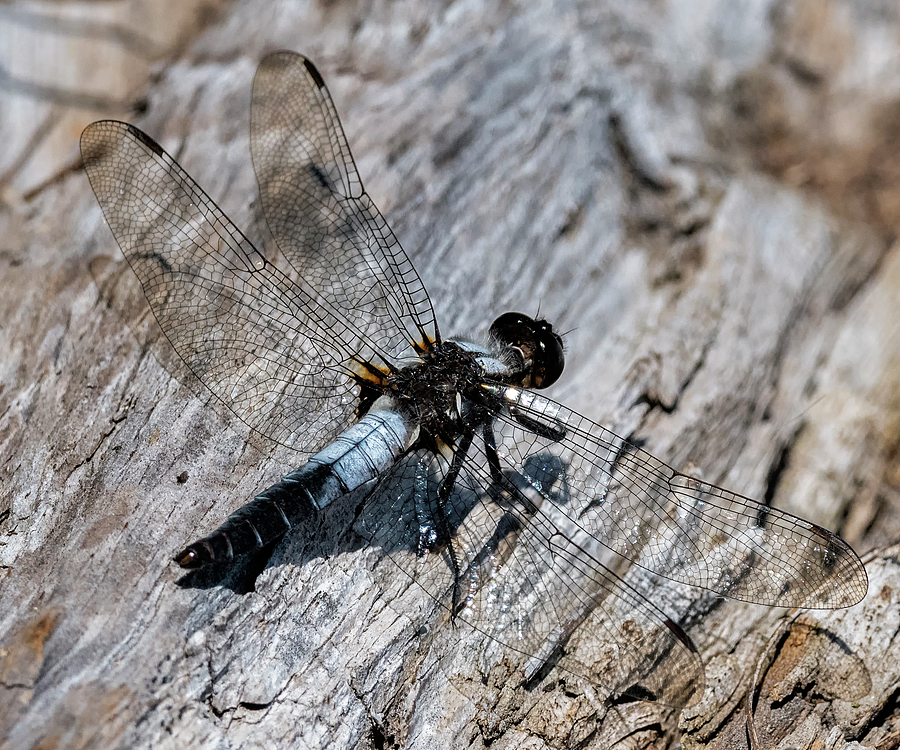 Blue Dasher Photograph By Loree Johnson Fine Art America