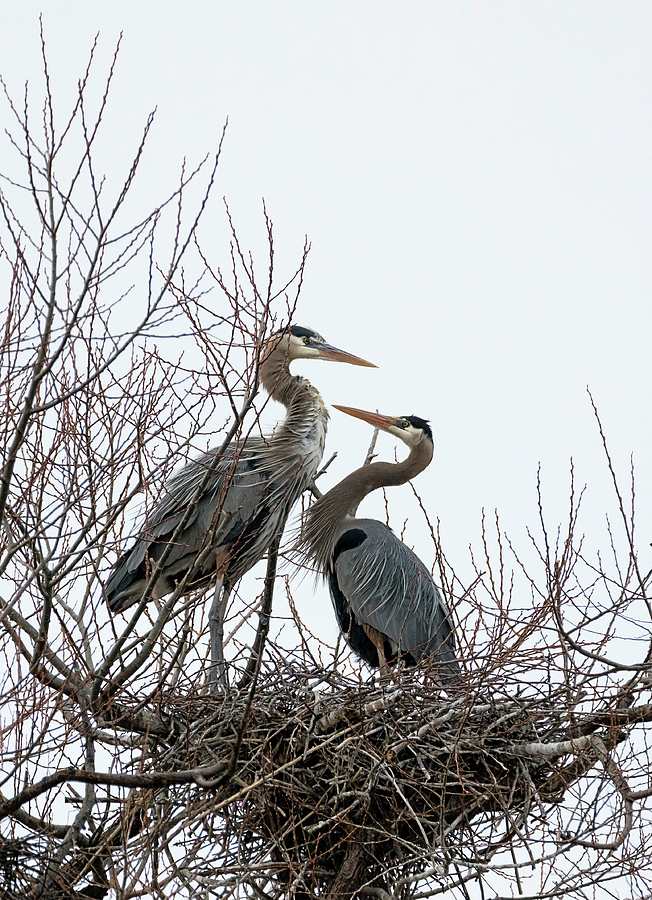 Blue Heron Couple Photograph By Loree Johnson Fine Art America