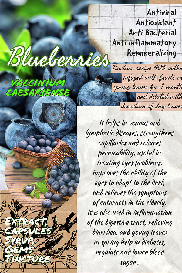 Blueberries Notebook Herbalist Illustration Photograph By Ana Naturist