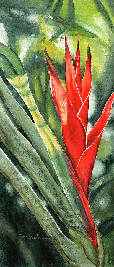 Bromeliad In Red Painting By Christine Reichow Pixels