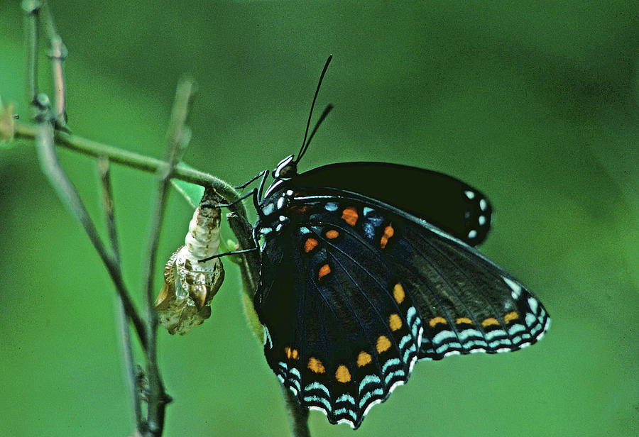 Bu Red Spotted Purple And Chrysalis Huntley Meadows Photograph By