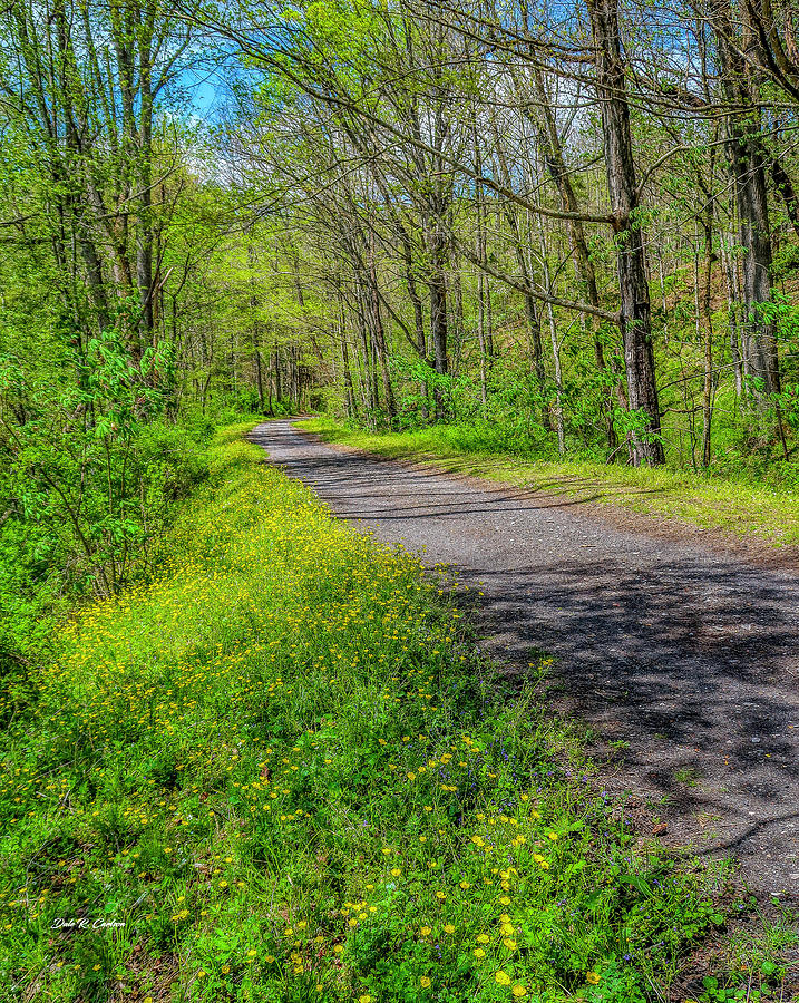 Buttercup Trail Photograph By Dale R Carlson Fine Art America