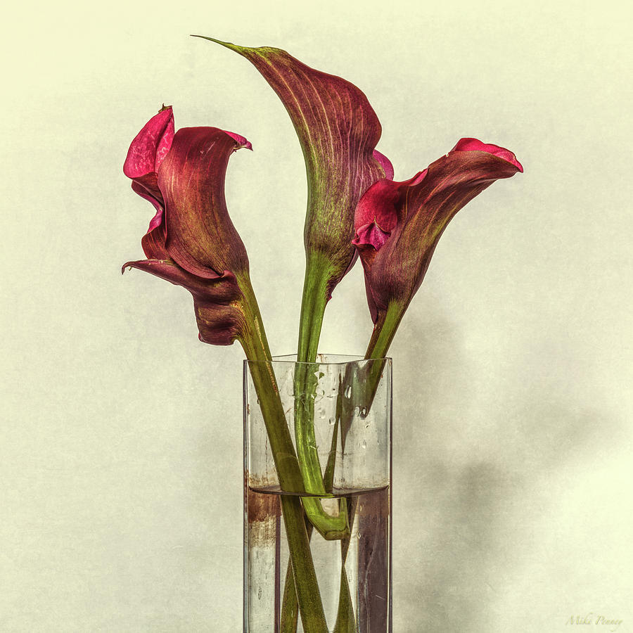 Calla Lily Photograph By Mike Penney Fine Art America