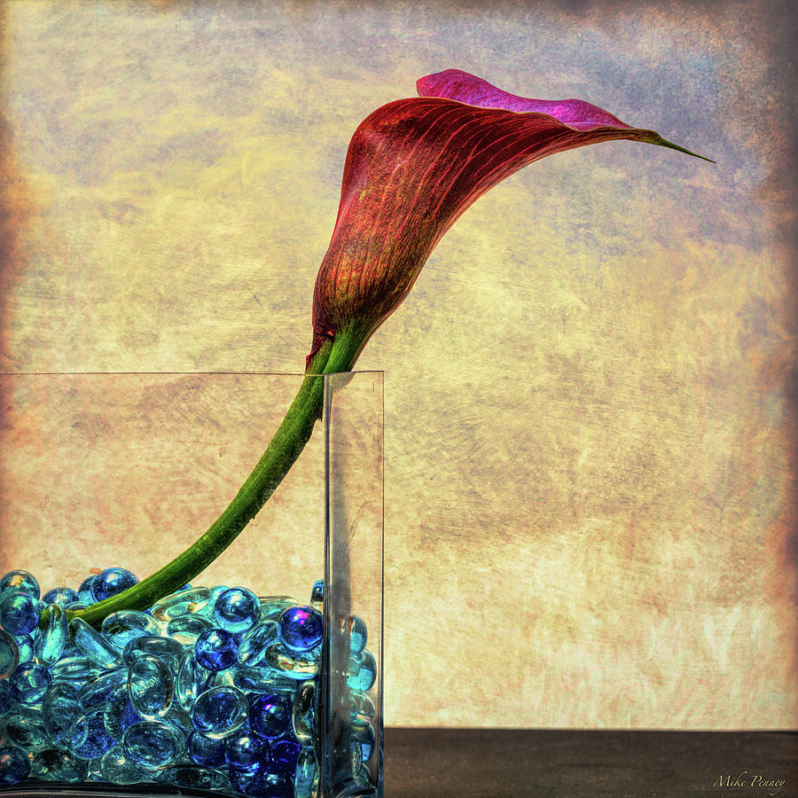 Calla Lily Photograph By Mike Penney Fine Art America