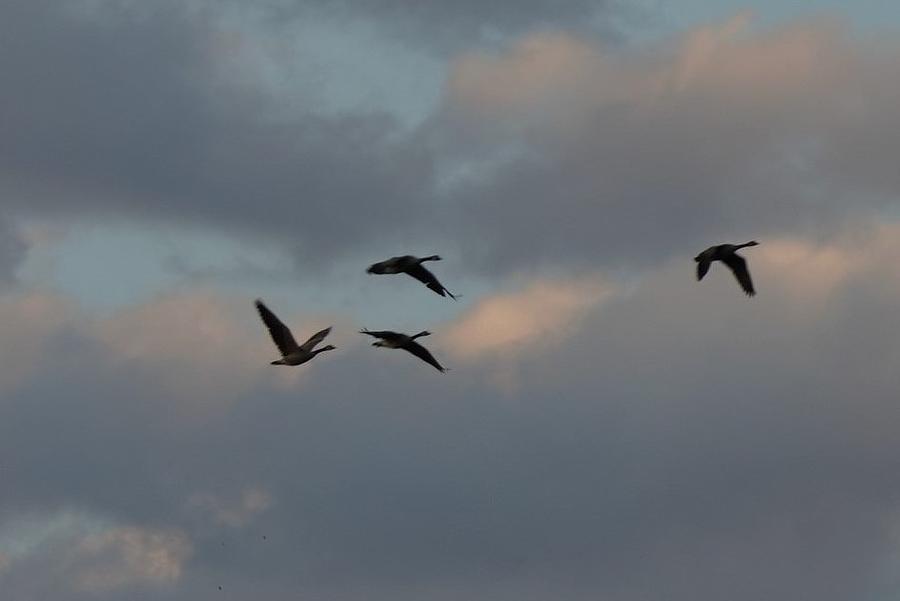 Canada Geese At Sunset Photograph By Jim Spencer Fine Art America