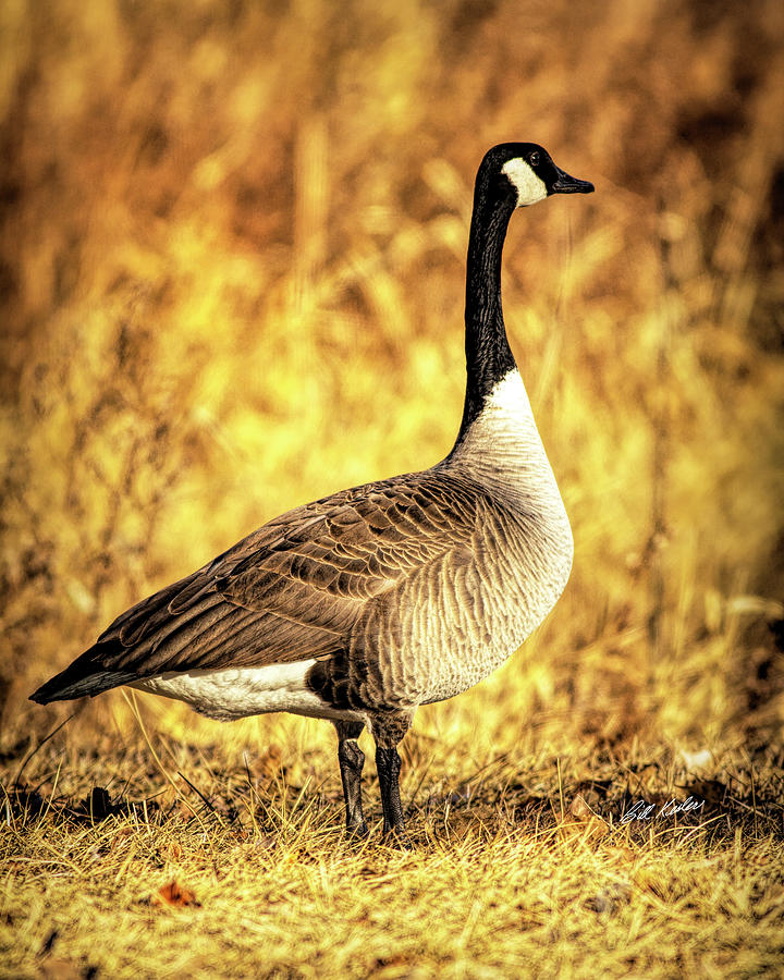 Canadian Goose Morning Light Photograph By Bill Kesler Fine Art America