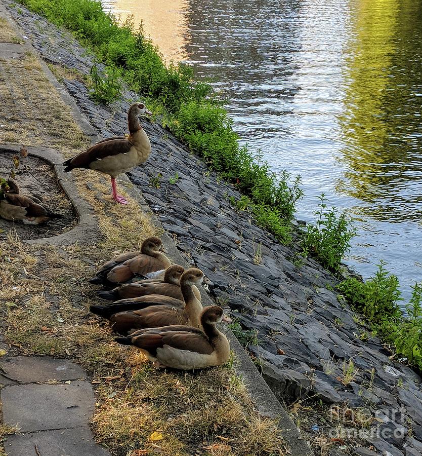 Canal Ducks Photograph By Kaitlyn Somazze Fine Art America