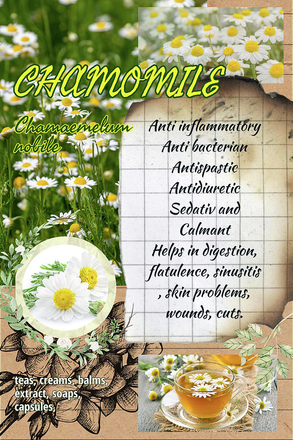 Chamomile Benefits Herbalist Notebook Photograph By Ana Naturist Fine