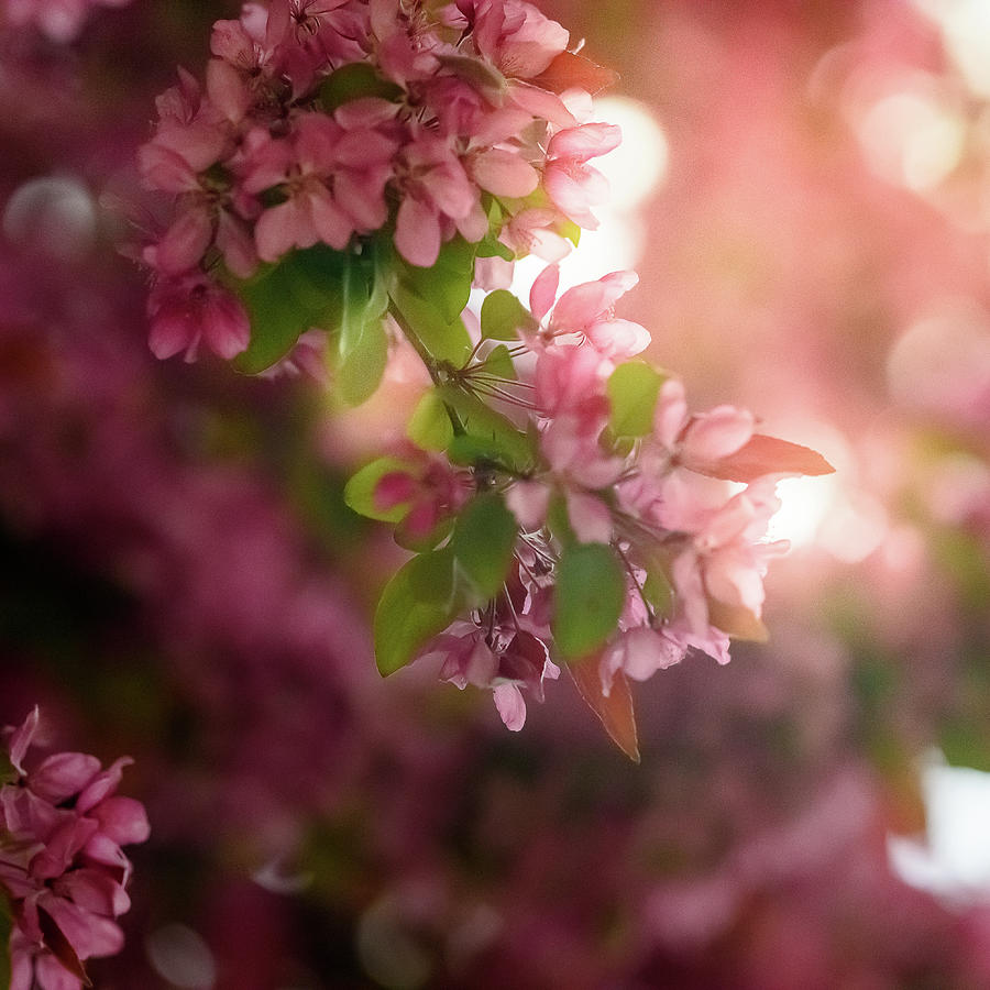 Cherry Blossom Dream Photograph By Kristin Emery Fine Art America