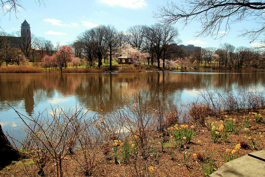 Cherry Blossoms Series Reflections Photograph By Robert Mcculloch Pixels