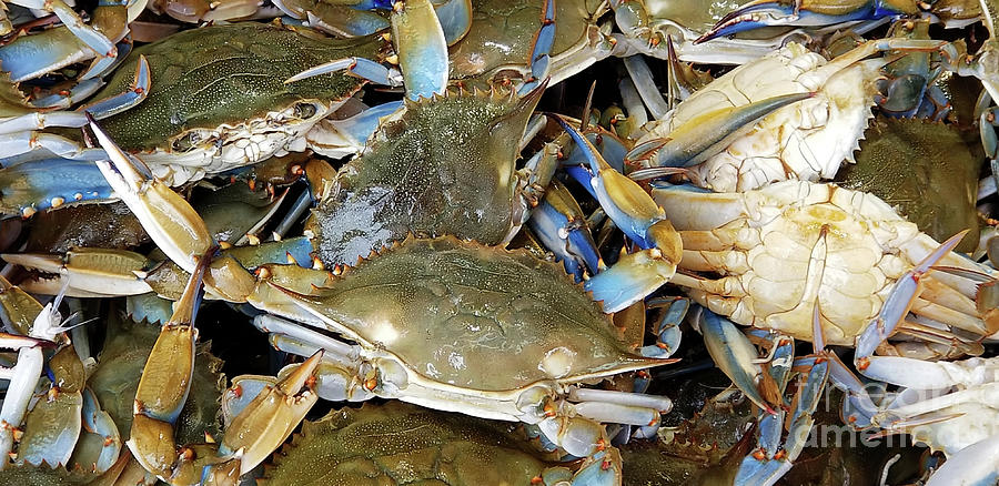 Chesapeake Blue Crabs Photograph By Michelle Hastings Pixels