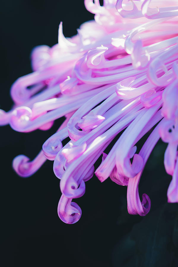 Chrysanth Photograph By Yuka Kato Fine Art America