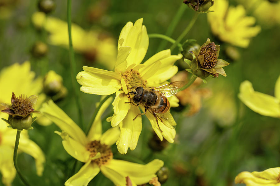 Closeup Of A Bee Or Honeybee Apis Mellifera Collecting Pollen