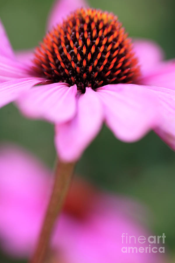 Cone Flower Echinacea Photograph By Neil Overy Pixels