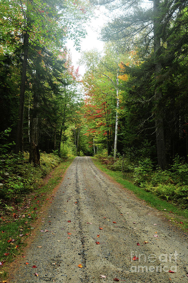 Country Road With Foliage Photograph By Jonathan Lingel Fine Art America