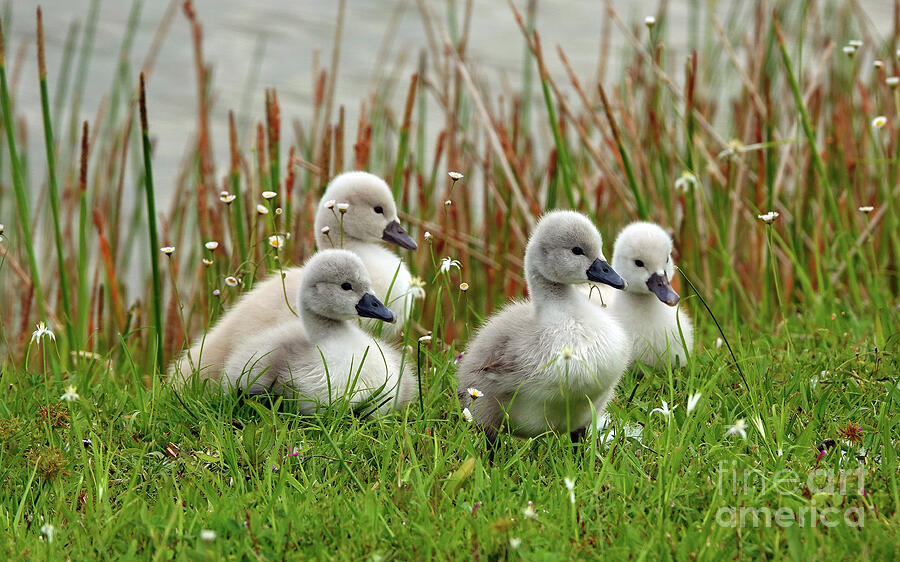 Cygnets The Foursome Photograph By Larry Nieland Fine Art America