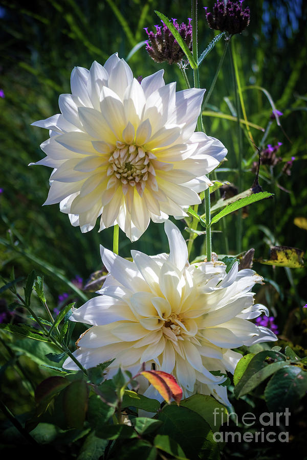 Dahlias Photograph By Colleen Kammerer Fine Art America