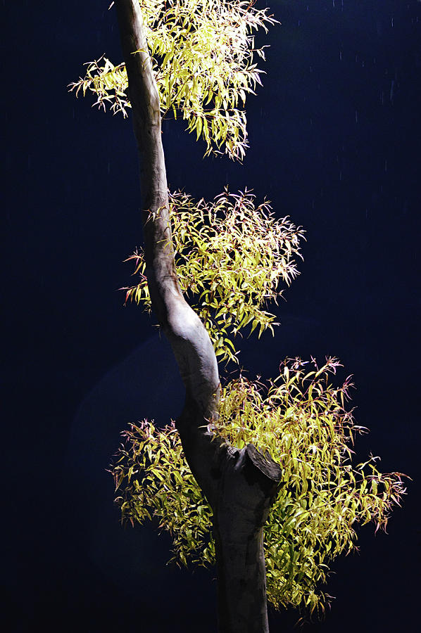 Dark And Stormy Night Sycamore Tree Photograph By Gaby Ethington Pixels