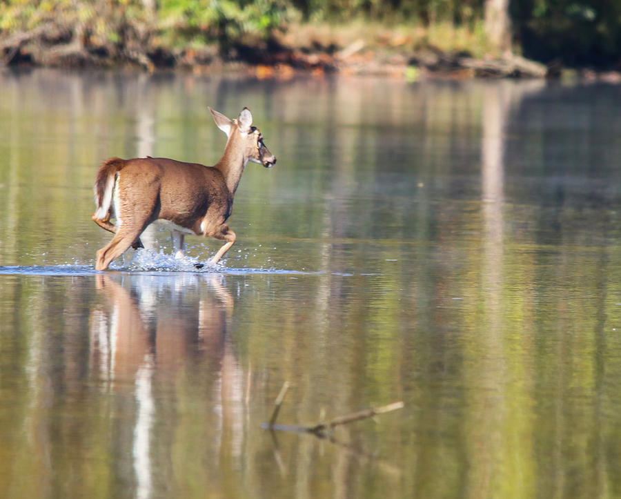 Deer On The Lake 2 Photograph By Tom STRUTZ Fine Art America