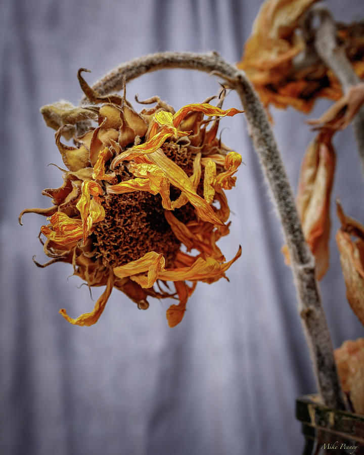 Dried Flowers Photograph By Mike Penney Fine Art America