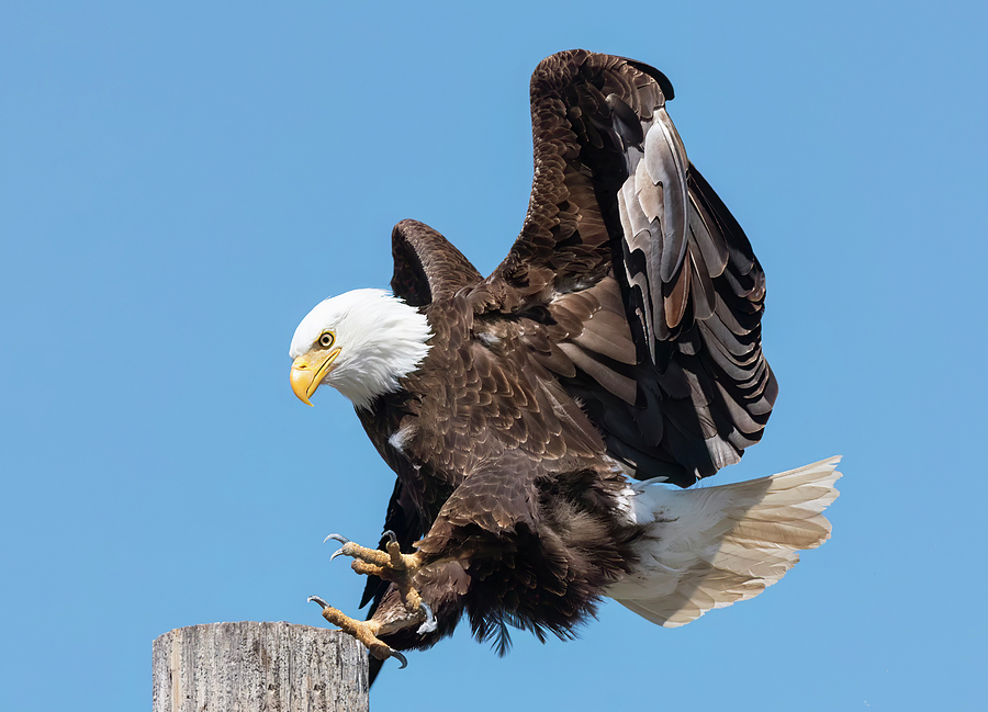 Eagle Landing Photograph By Loree Johnson Fine Art America